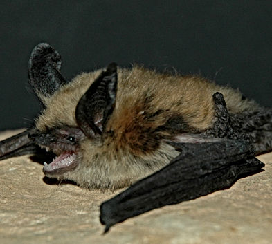 Long-eared Myotis