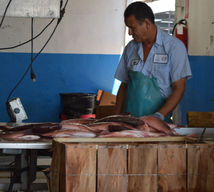 Snapper - checking the weight.JPG