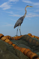 Greatblue.JPG