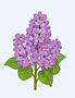 lilac.jpg