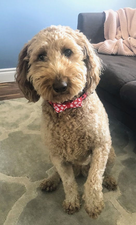 My Goldendoodle, Abby