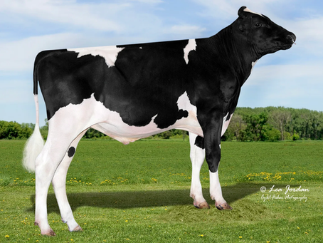 Ar-Joy Cu Zuri Madden the flagship of the American breeding program