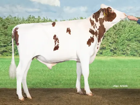 CRV bulls deliver high returns with a focus on feed efficiency