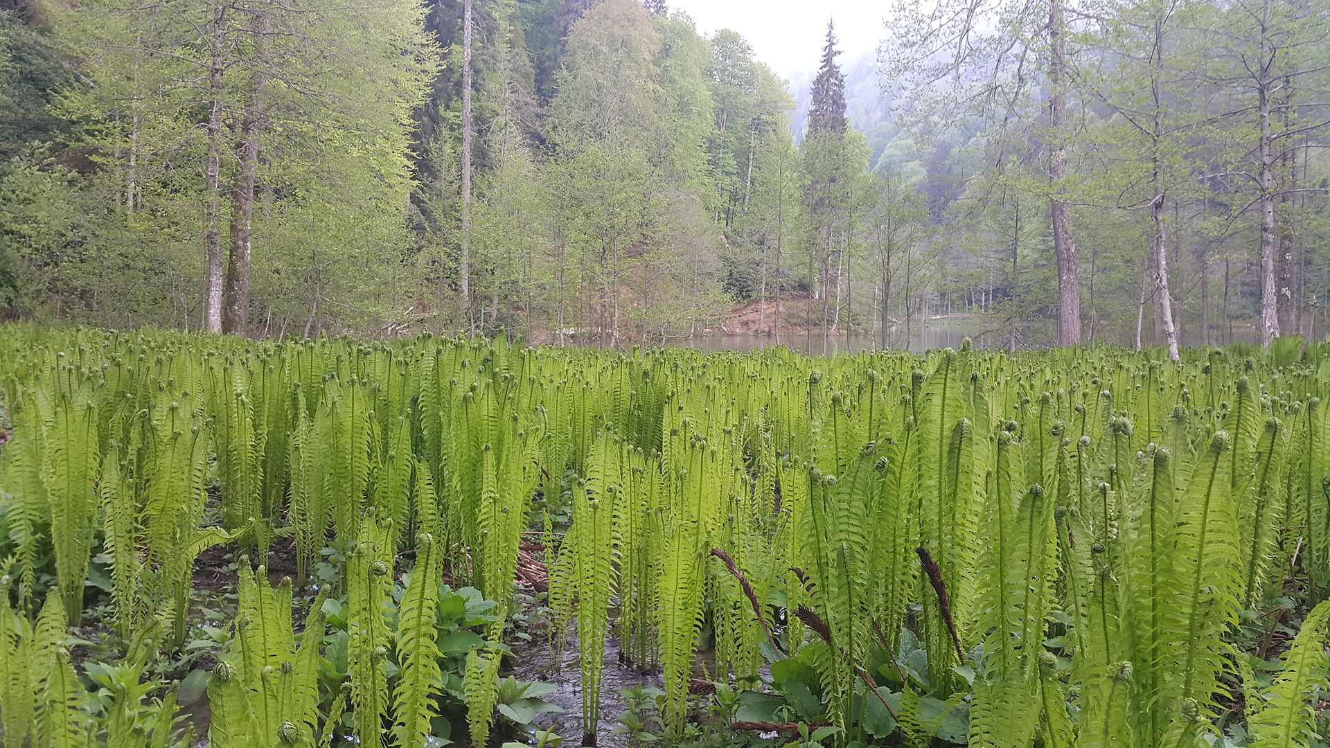 Borçka - Karagöl