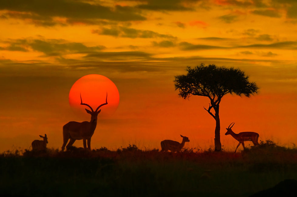 South Africa.jpeg