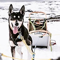 A husky pulling a sled