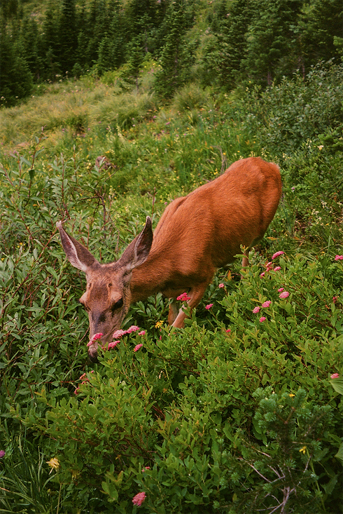 deer_edited.png