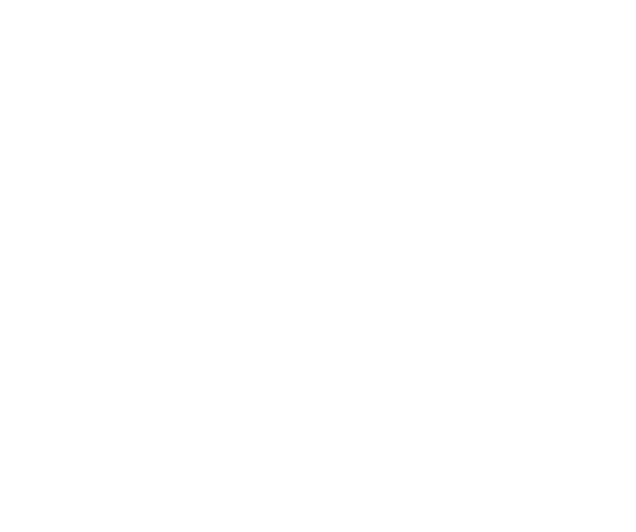 Line art of a gardenia flower outlined in white