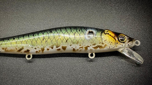 EMERALD MINNOW - Image 3