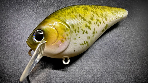 WHITE CRAPPIE