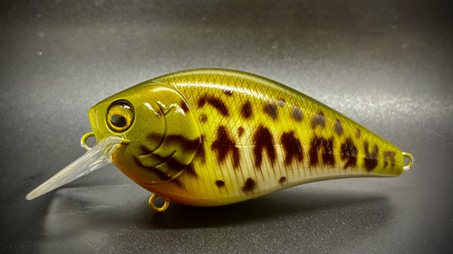 AMBER BOCK BASS - Image 2