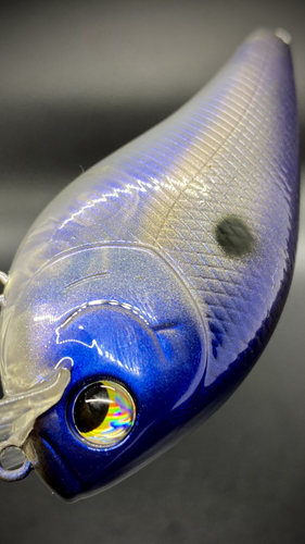 SULTRY SHAD - Image 4