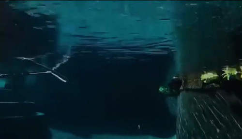 FLORIDA'S NATURAL GOLDEN SHINER - Image 6