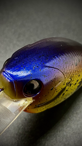 YUM-YUM CRAW - Image 3