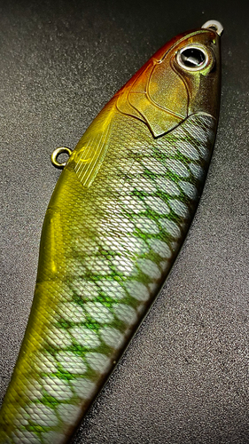 PERCHY PLOPPER - Image 8