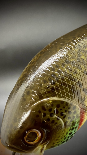 NATURAL COLLINS GILL - Image 3