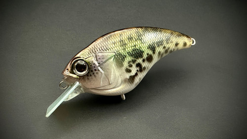 Hybrid Crappie Flatsider