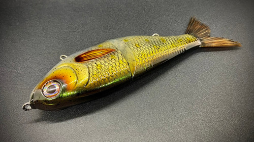 FLORIDA'S NATURAL GOLDEN SHINER - Image 5