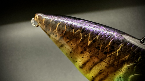 RED-EYE BLUE-GILL - Image 5