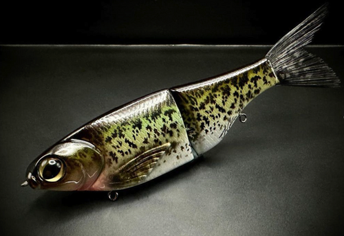 KGB SPRO CHAD SHAD - HYBRID CRAPPIE - Image 2