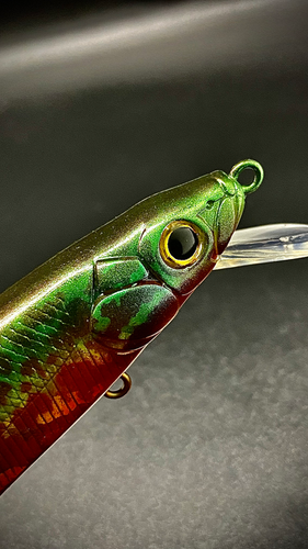 PUMPKINSEED - Image 4