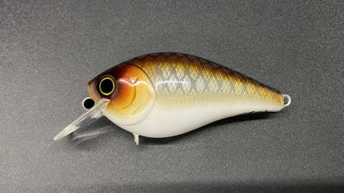 COPPER SHAD - Image 2