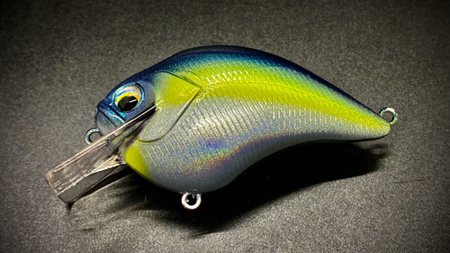 FLASHY SHAD - Image 2
