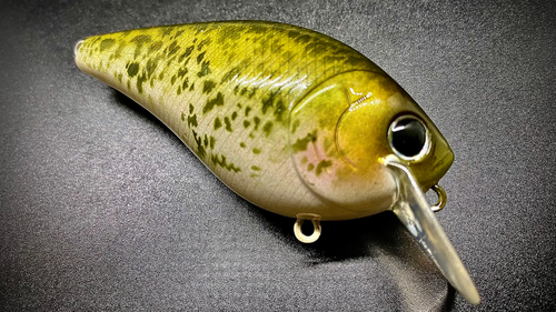 WHITE CRAPPIE - Image 2