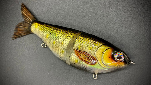FLORIDA'S NATURAL GOLDEN SHINER - Image 3