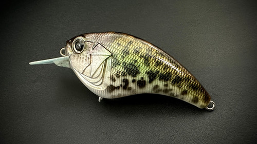 Hybrid Crappie Flatsider - Image 3