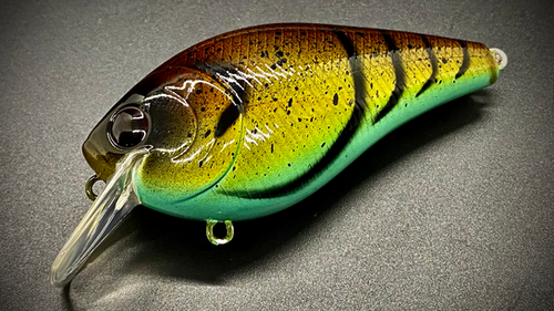 CLIQUE CRAW - MOLTED