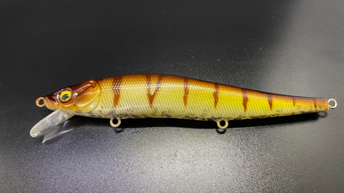 SEPIA PERCH - Image 2