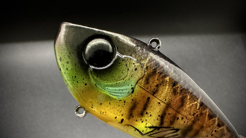 RED-EYE BLUE-GILL - Image 3
