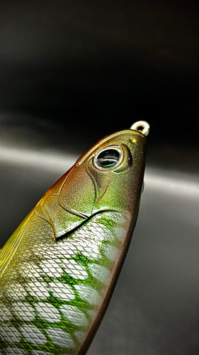 PERCHY PLOPPER - Image 5