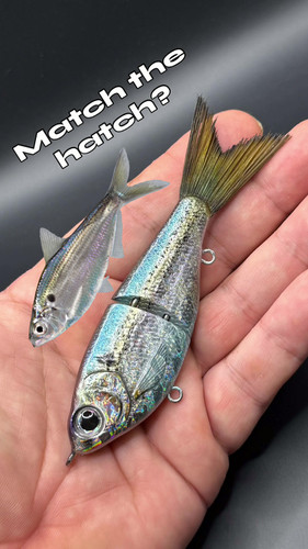 THREADFIN SHAD FINESSE GLIDE BAIT - Image 2