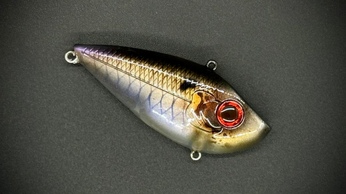 RED-EYE HAMMER SHAD - Image 3