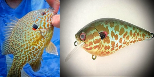 PUNKINSEED 2.5 - Image 2