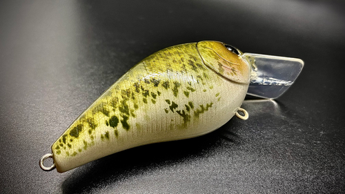 WHITE CRAPPIE - Image 4
