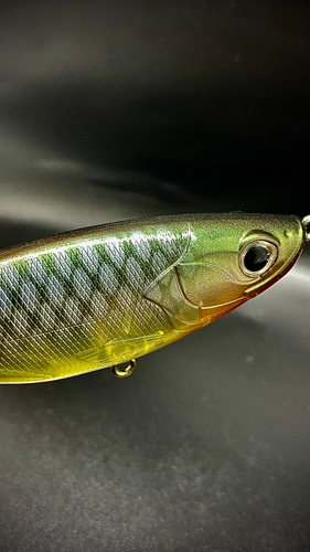 PERCHY PLOPPER - Image 7