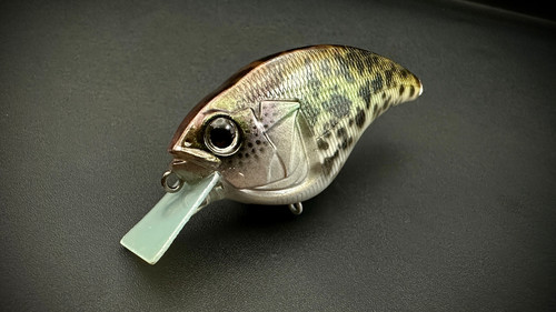 Hybrid Crappie Flatsider - Image 2