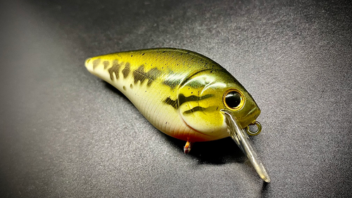 BABY BASS - Image 2