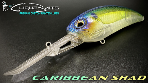 CARRIBEAN SHAD