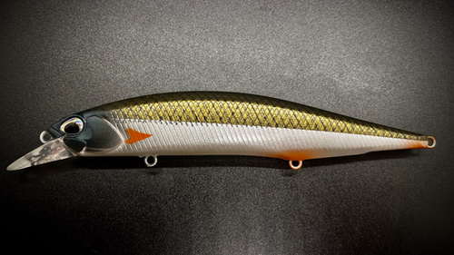 GOLDEN BACK SHAD - Image 2