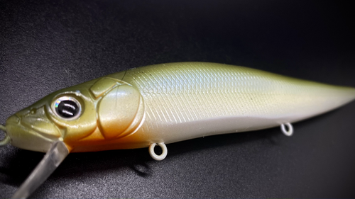 MOSSBACK SHAD