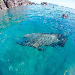 Whitsundays, QLD