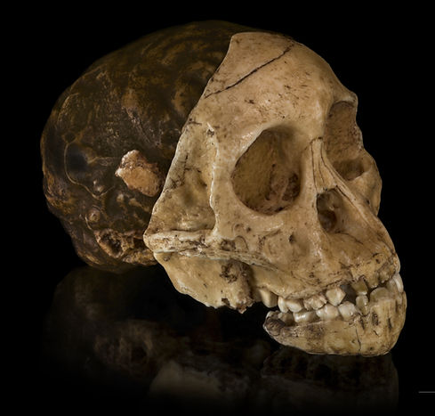 El cráneo del niño de Taung, descubierto en Sudáfrica. Este niño era un Australopithecus africanus, una forma intermedia de hominino