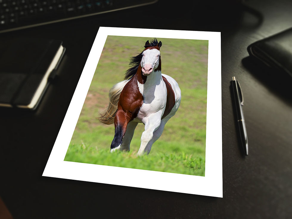 Thumbnail: "Splash Horse"