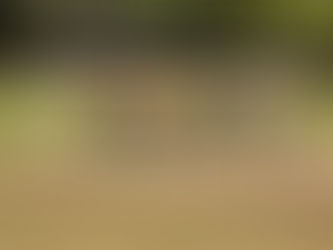 Match Sheets for 14th to 16th July