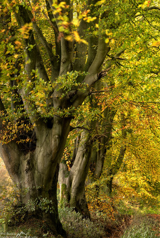 Autumn Beech Trees.jpg