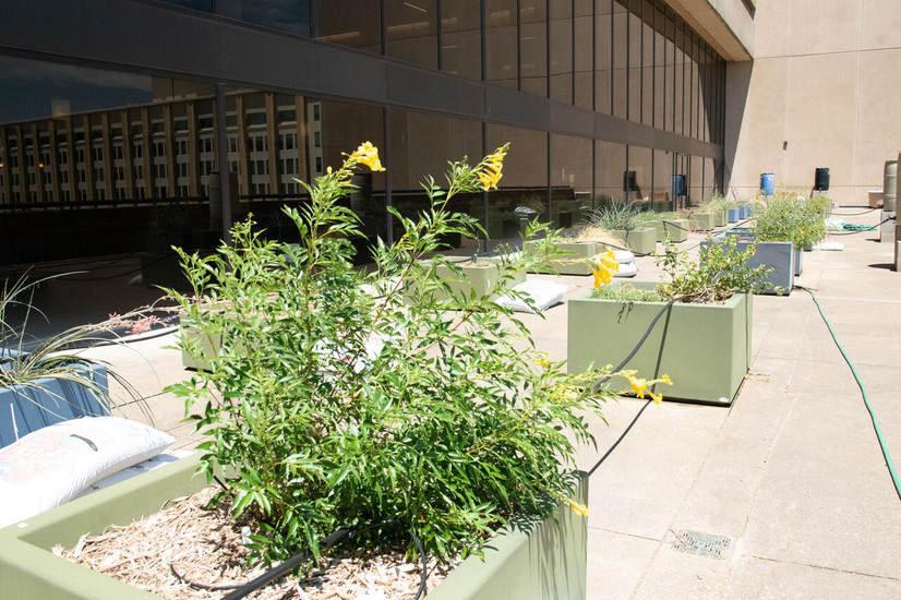 Photo of Pollinator Garden on the 5th floor balcony